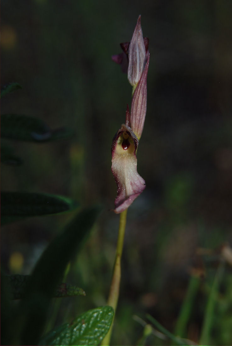 Orchidee nel pisano